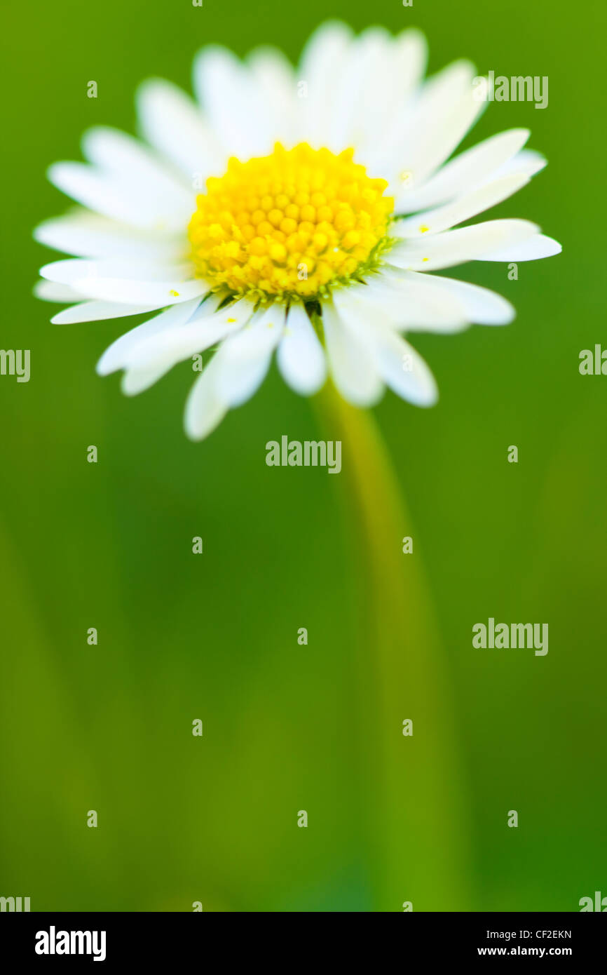 Nahaufnahme von einem gemeinsamen Gänseblümchen (Bellis Perennis) auch bekannt als Rasen Daisy und Englisch Daisy. Stockfoto