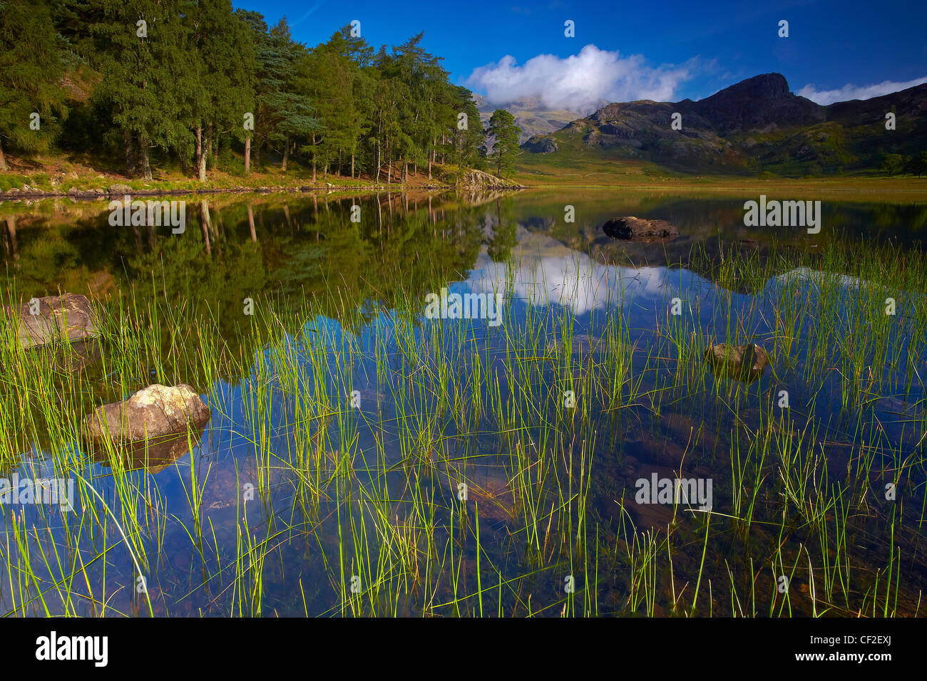Blick über Blea Tarn mit Blick auf die Langdale Pikes. Stockfoto