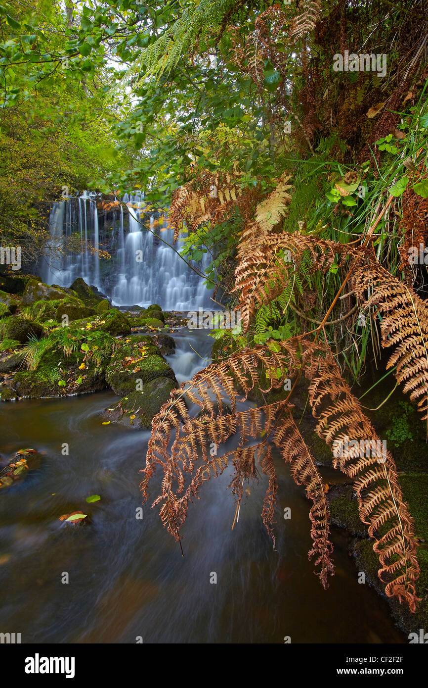 Hebden Beck fließt über Scala Kraft im Herbst. Stockfoto