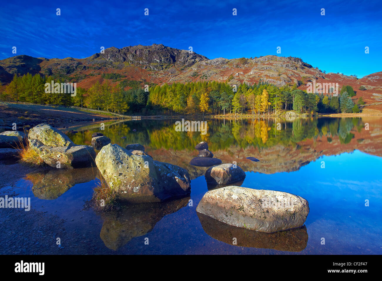 Forstwirtschaft und Hügel in das Stille Wasser des Blea Tarn im Herbst wider. Stockfoto
