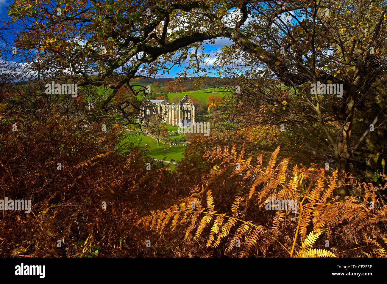 Herbstlicher Blick auf die Ruinen von Bolton Abbey in den Yorkshire Dales. Stockfoto