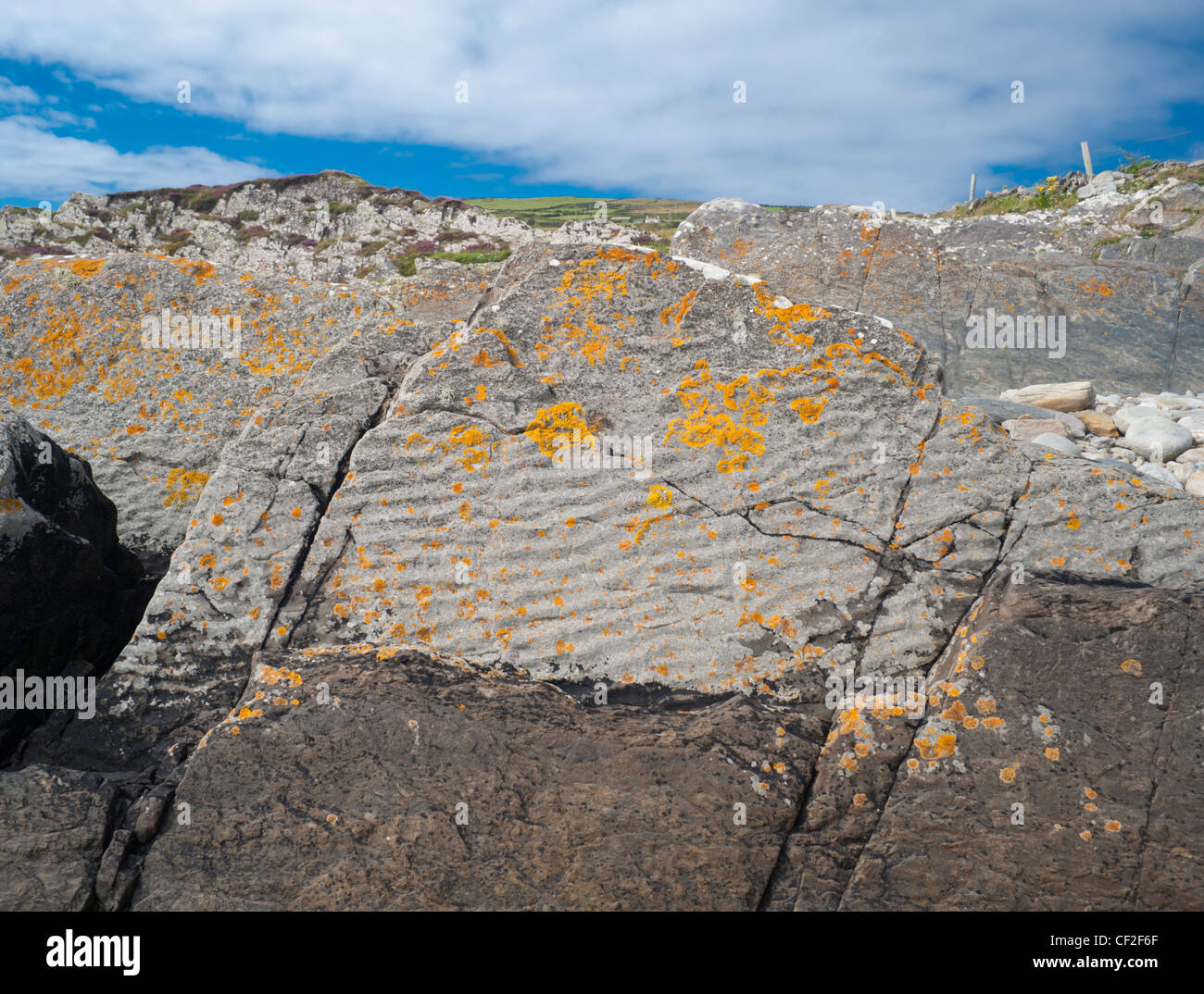 Welligkeit gebettet, flache marine Sandstein in der Nähe von Cahermore, Beara, County Cork, Vertreter der oberen Devon marine transgression Stockfoto