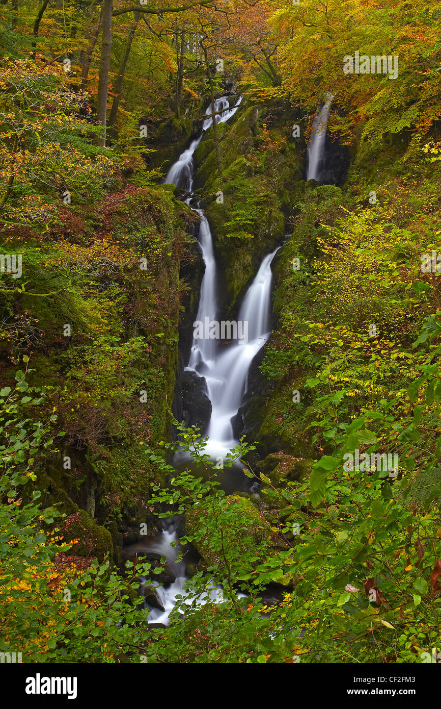 Stock Ghyll Kraft, einem spektakulären 70 Fuß Wasserfall im Herbst. Stockfoto