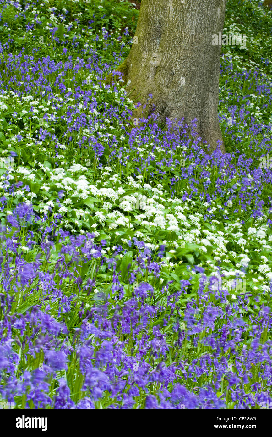 Einheimischen Glockenblumen und Bärlauch (wilder Knoblauch) in Allen Banks. Stockfoto