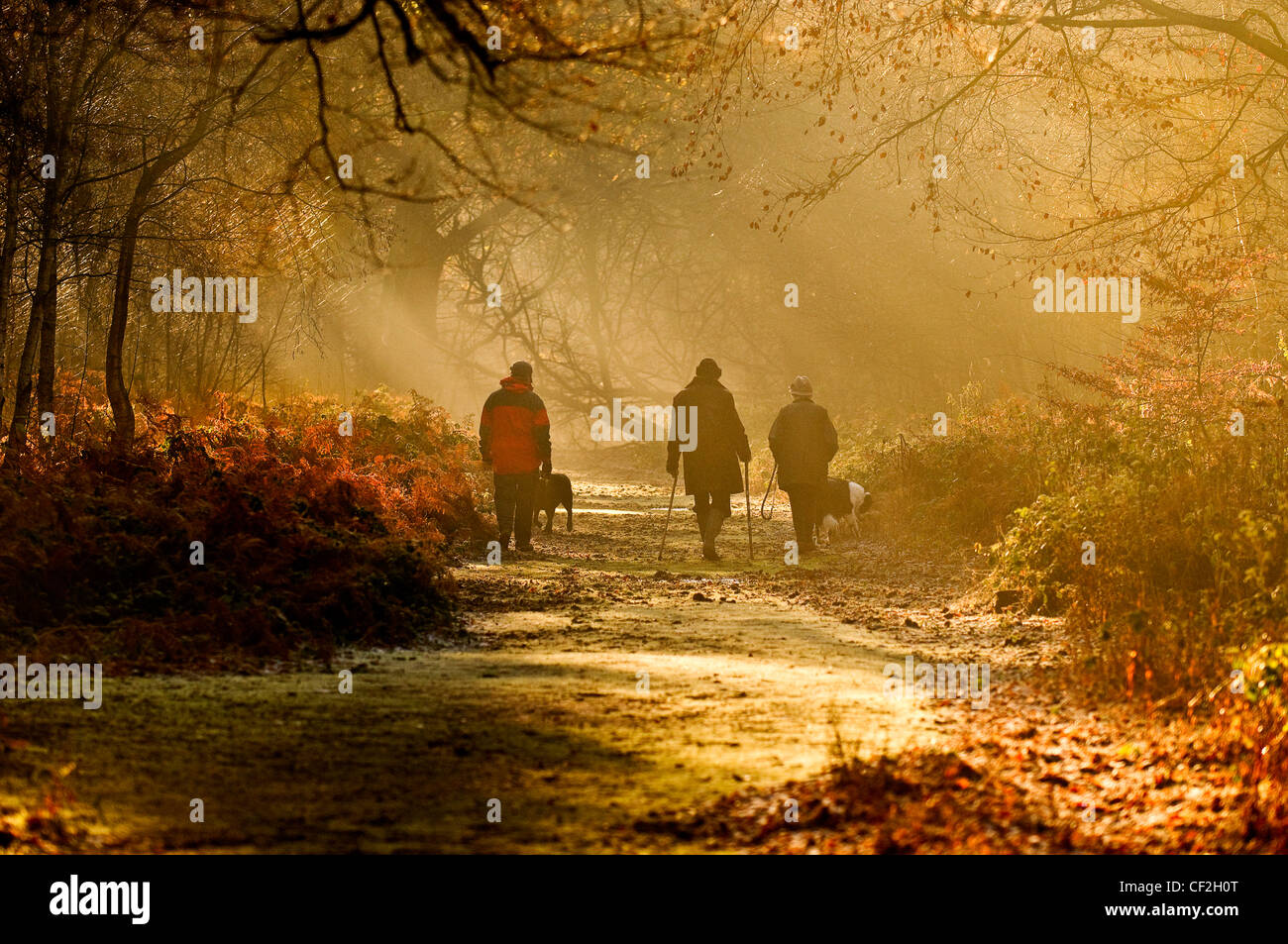 Drei Personen Spaziergang mit seinem Hund durch die gefleckten Sonne in Thorndon Park. Stockfoto