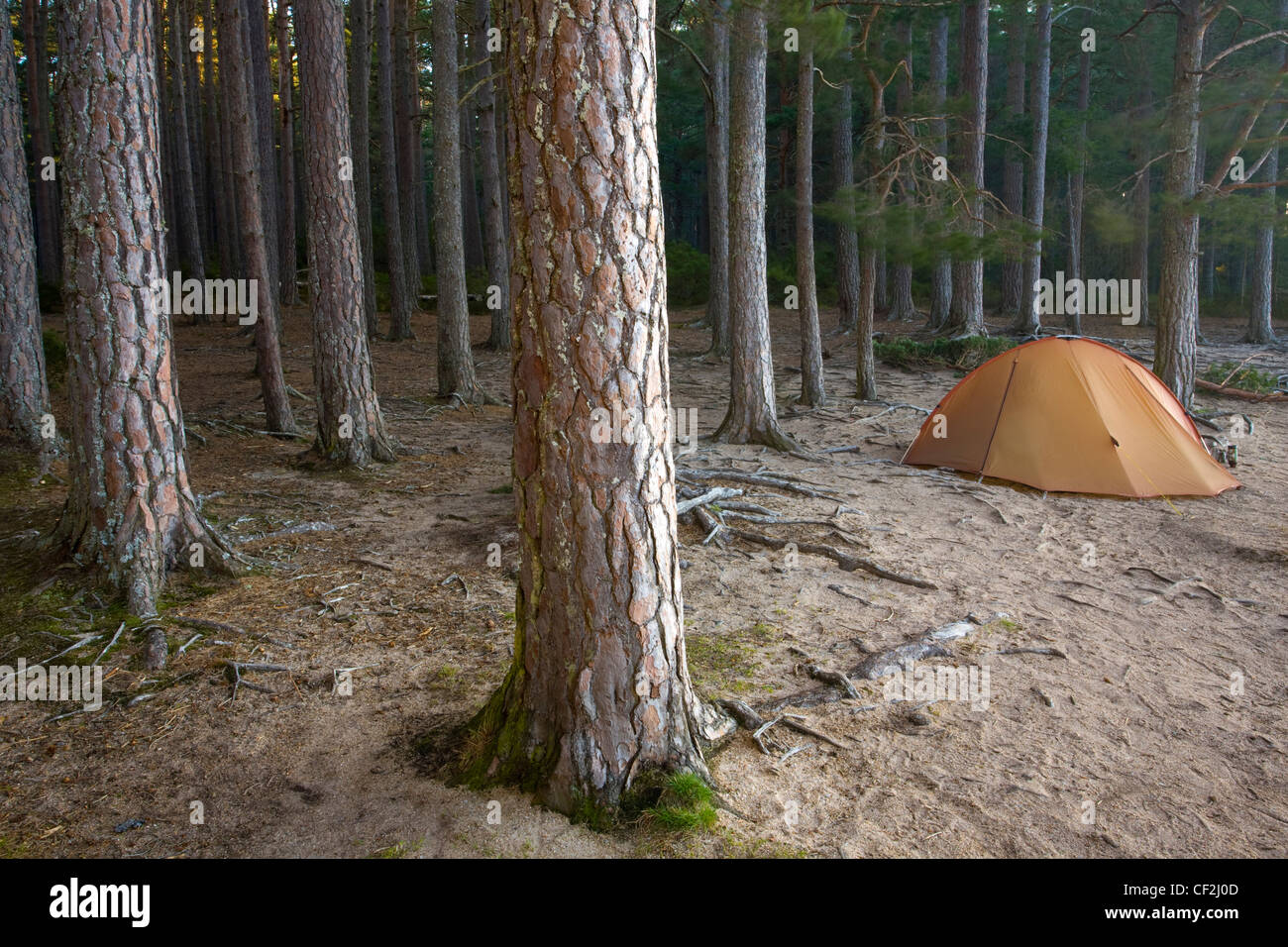 Camping in der Wildnis im Abernethy Wald am Ufer des Loch Garten. Stockfoto