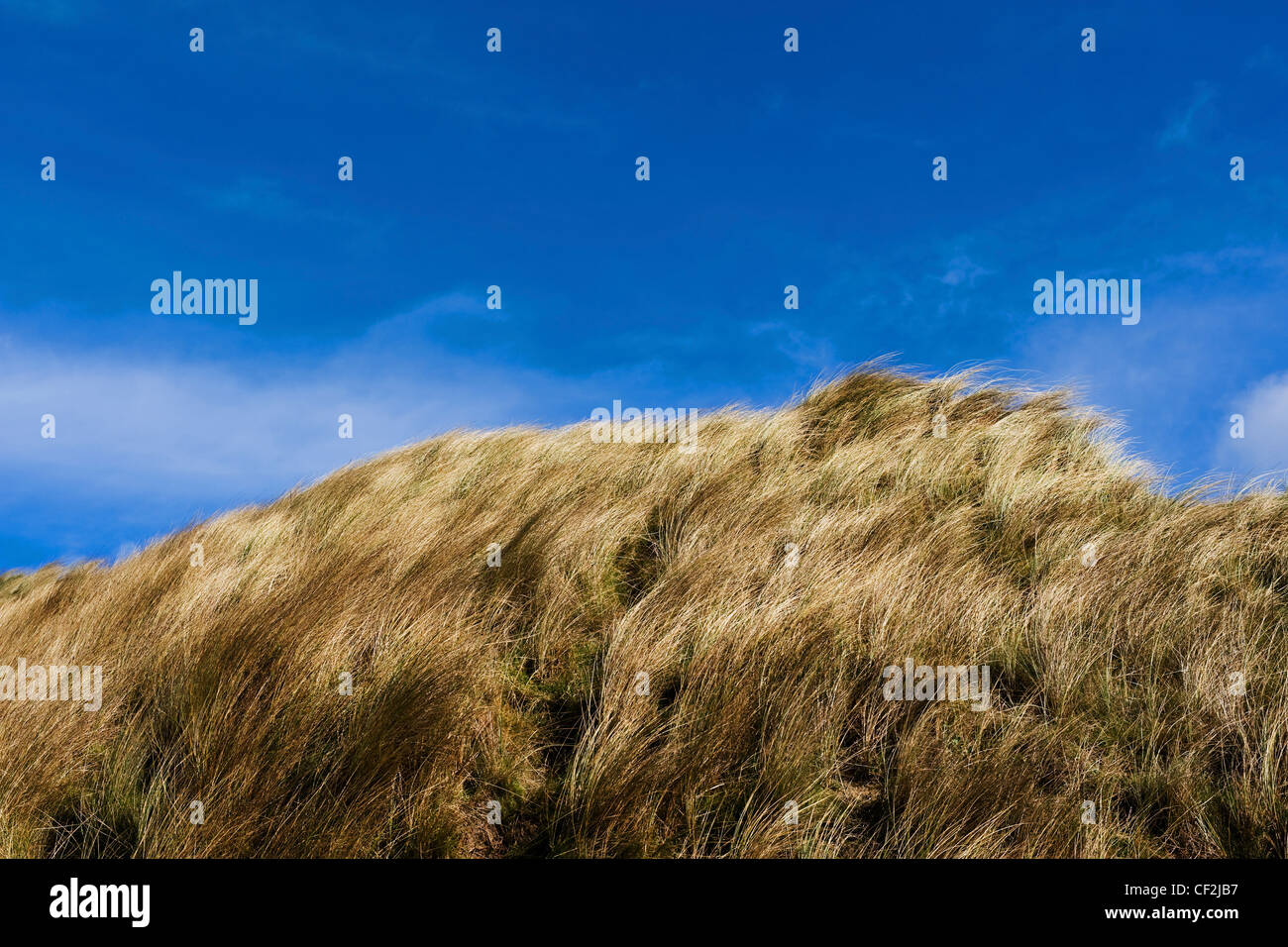 Dünengebieten Rasen auf einer Sanddüne am Strand von Gwithian Towans. Stockfoto