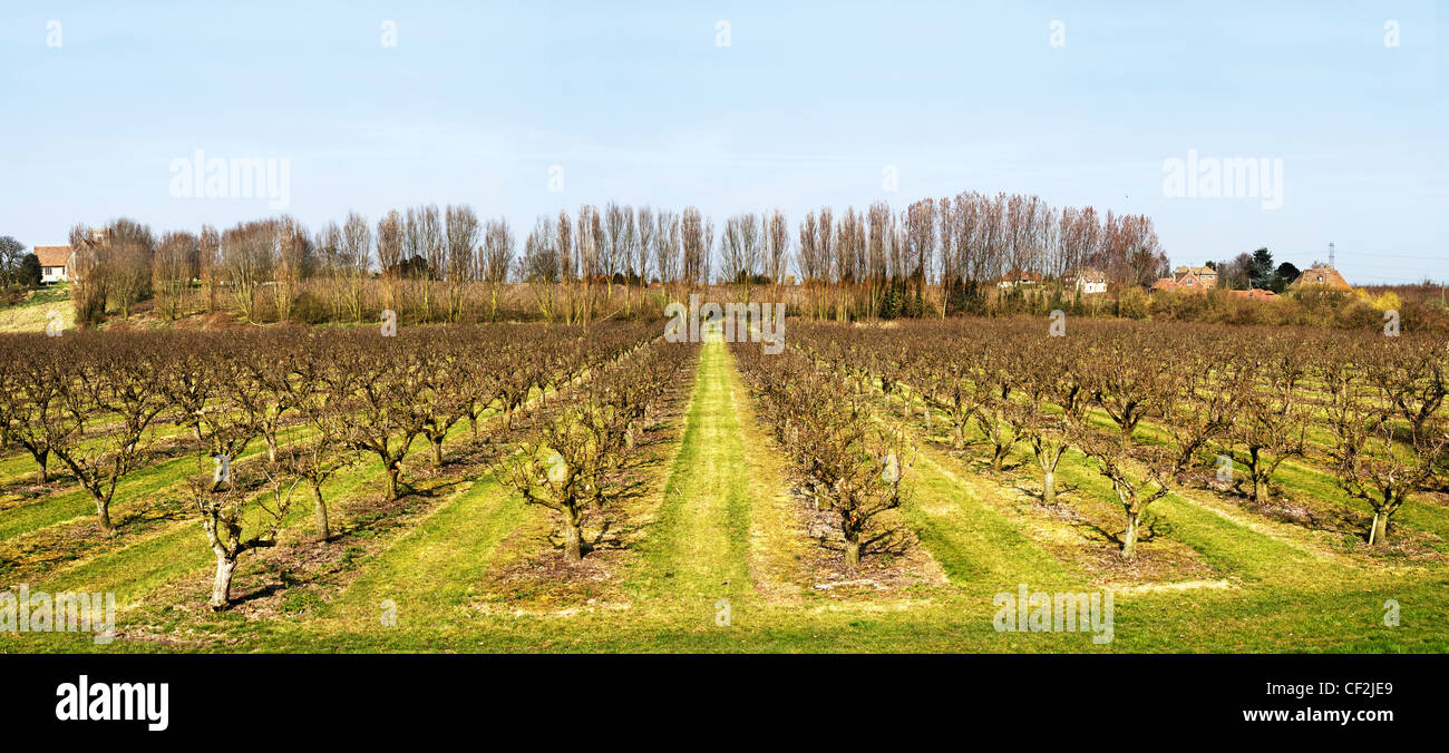 Panoramablick auf Zeilen von Obstbäumen in einem Kentish Obstgarten. Stockfoto
