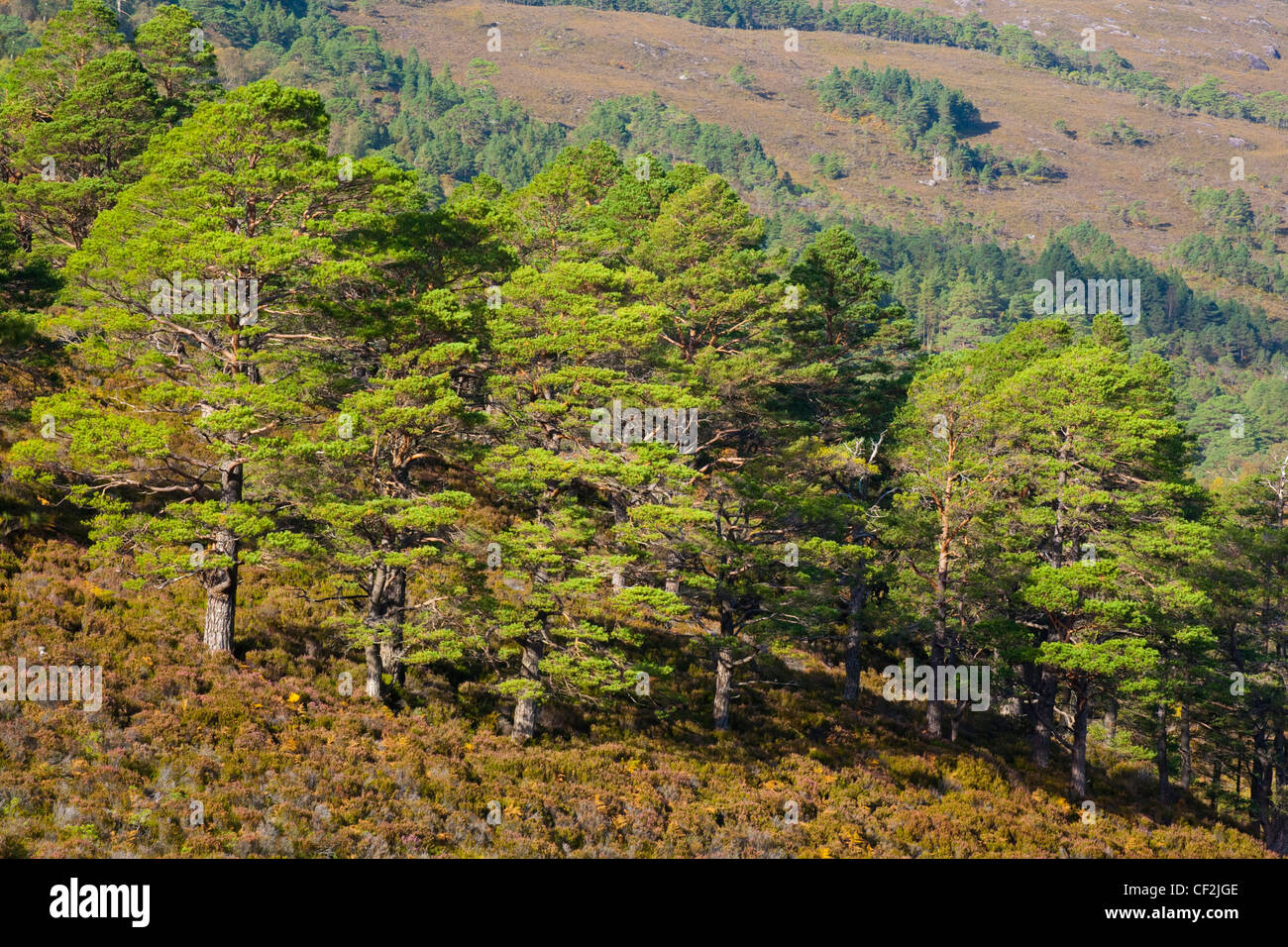 Waldkiefern, Reste der großen Caledonian Wald, die einst den schottischen Highlands von Küste zu Küste bedeckt. Stockfoto