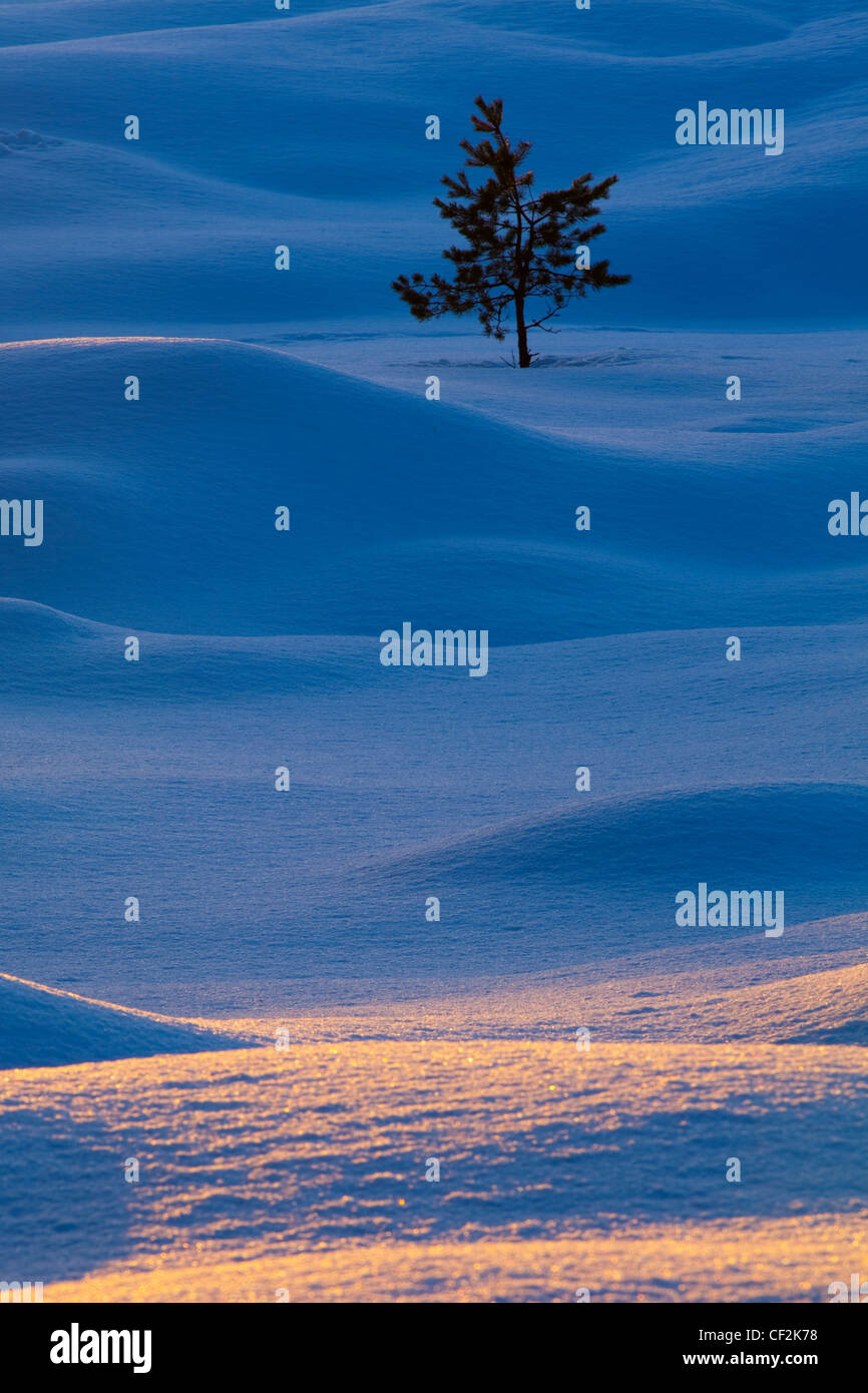 Einzelne Tanne von Schneeverwehungen im Cairngorms National Park umgeben. Stockfoto