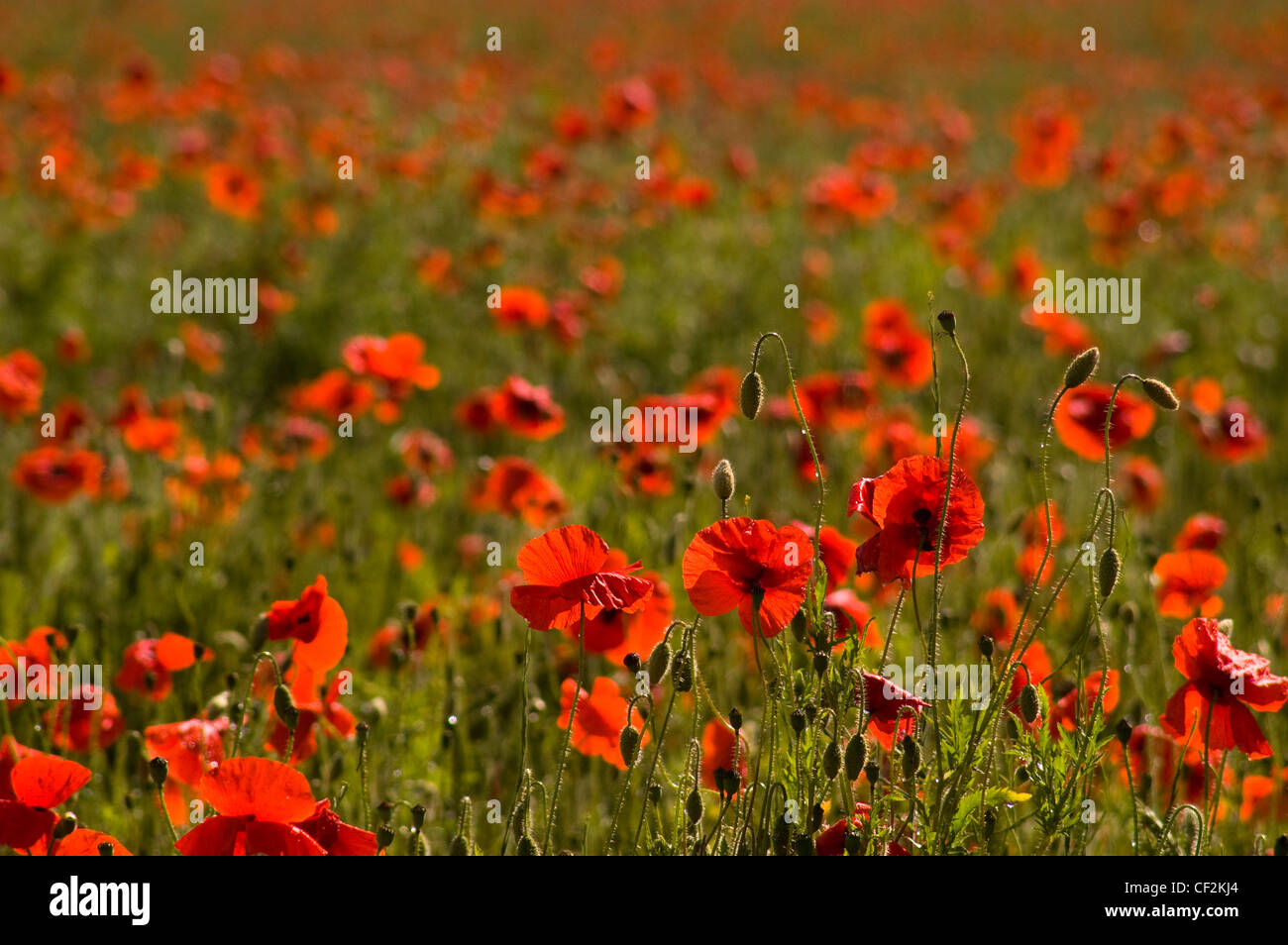 Ein Feld von Mohn. Der Mohn ist zum Symbol der Kriegszeit Erinnerung geworden, aufgrund seiner Verbreitung in Flanders Fields wo Stockfoto