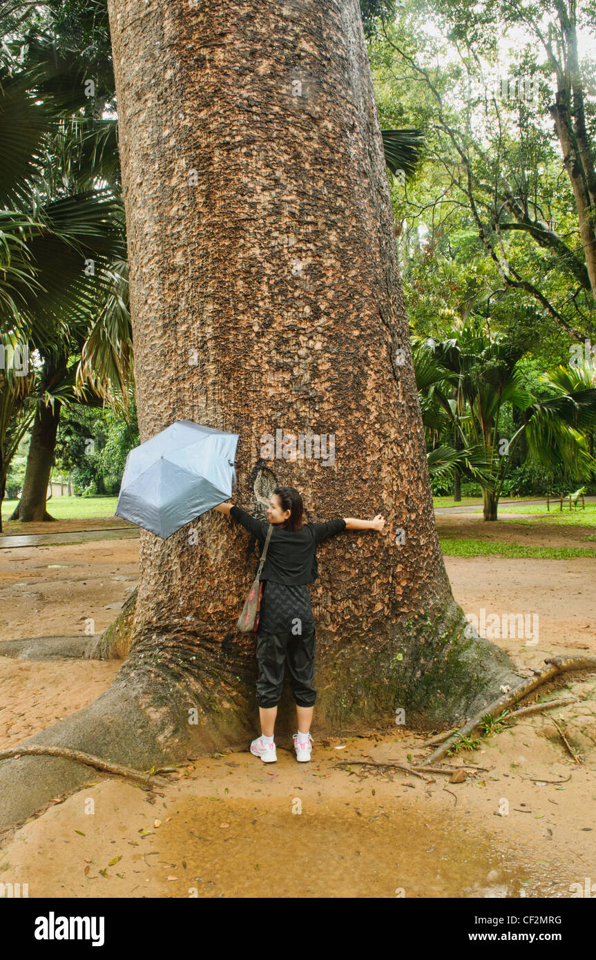 Umarmt Eine Riesigen Australischen Kauri Kiefer In Den Botanischen