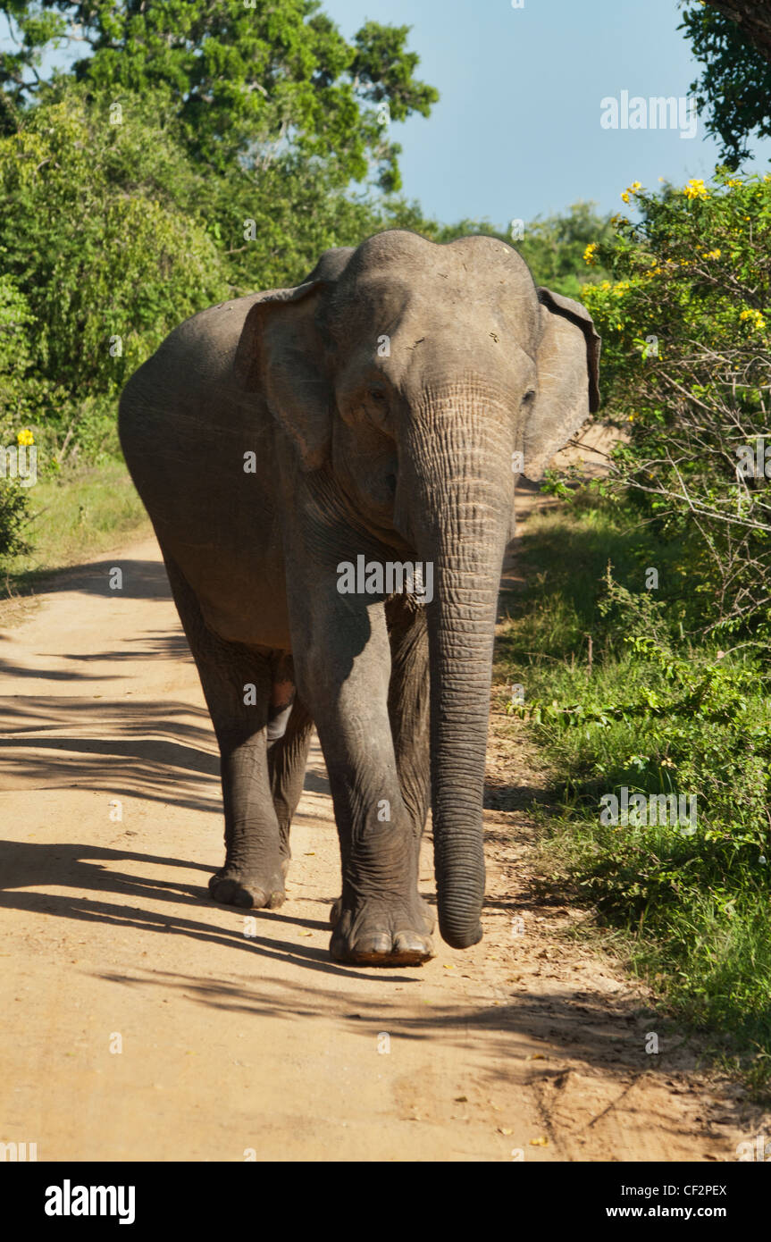 Asiatischer Elefant (Elephas Maximus) auf der Straße in Yala Nationalpark in Sri Lanka Stockfoto