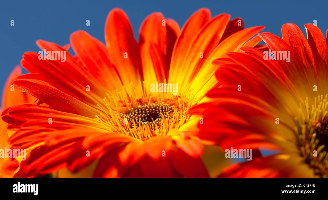 Nahaufnahme eines lebendigen Gerber Daisy Blumen Stockfoto