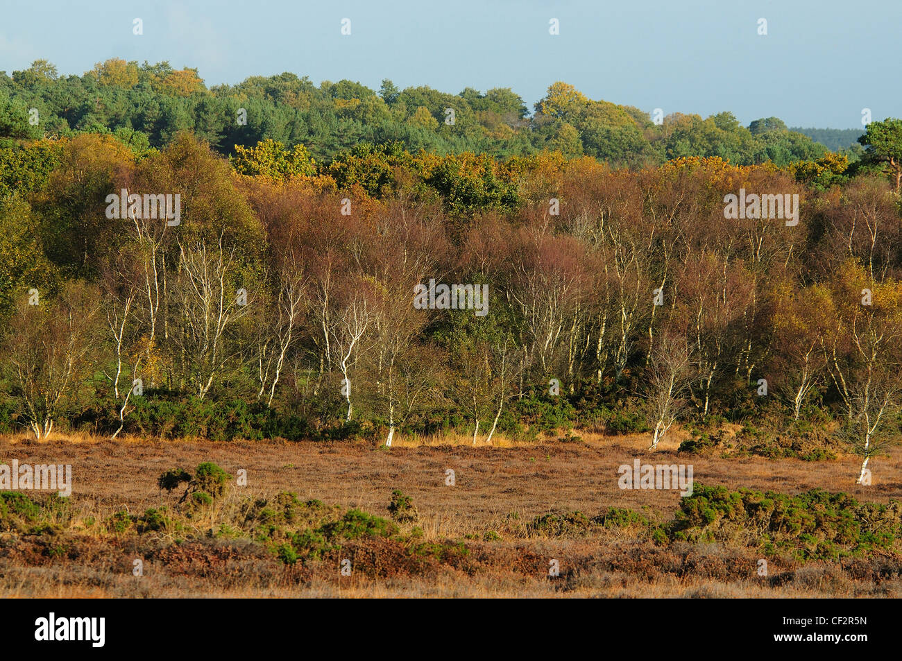 Winfrith Heath Naturschutzgebiet in der Herbst-Dorset UK Stockfoto