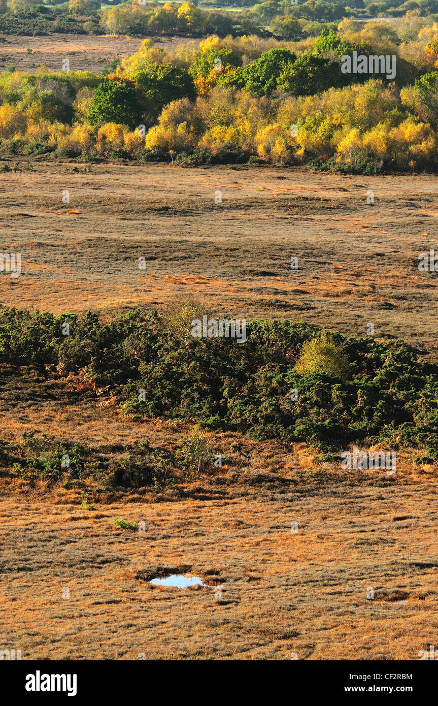 Zuliefermanagement Heide in der Herbst-Dorset UK Stockfoto