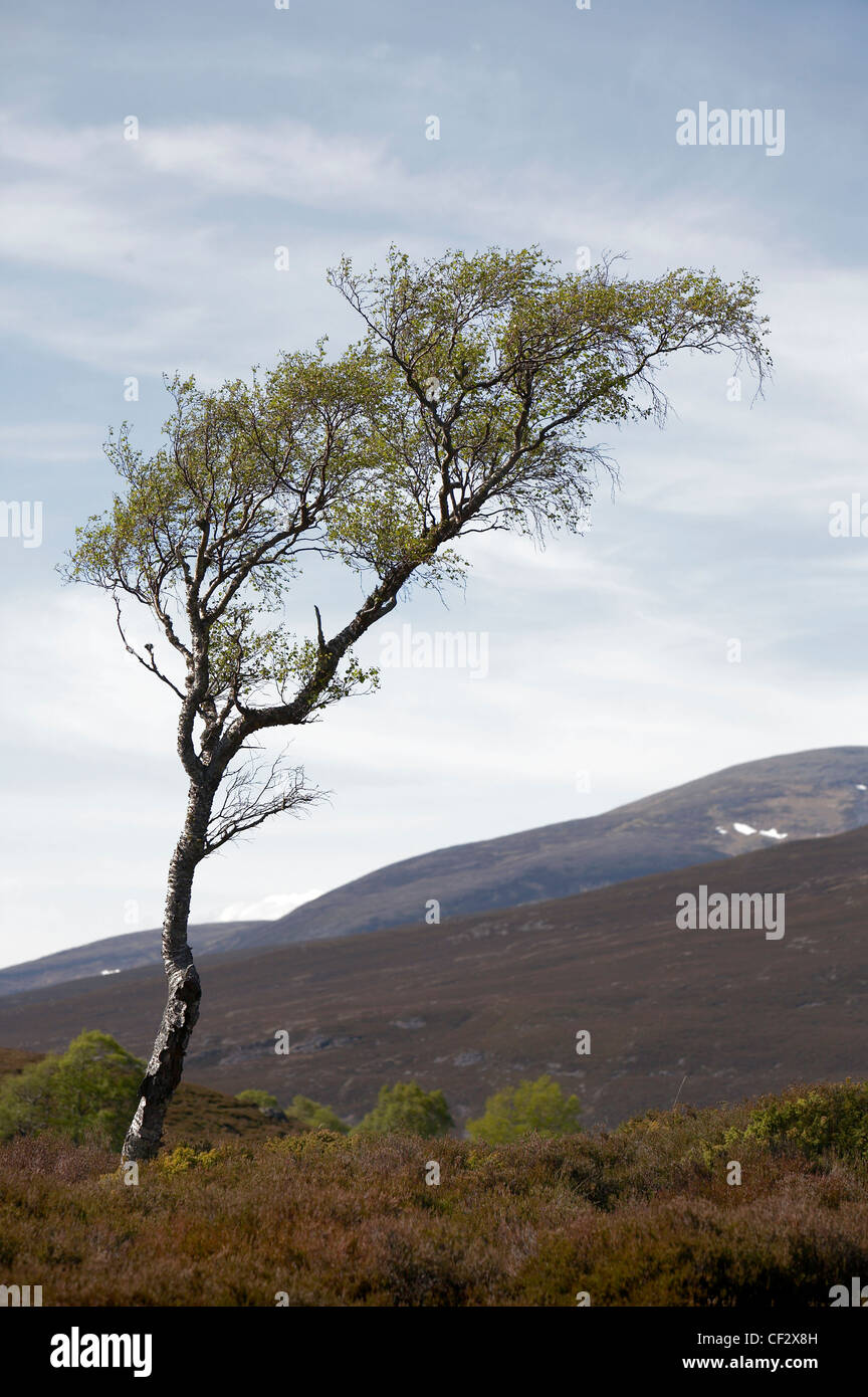 Der Zwerg-Birke im östlichen Hochland von Schottland. Stockfoto