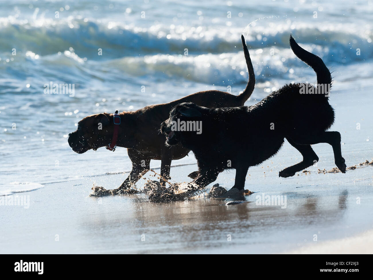 Zwei Hunde im Wasser am Strand von Punta Paloma zu spielen; Tarifa Cadiz Andalusien Spanien Stockfoto