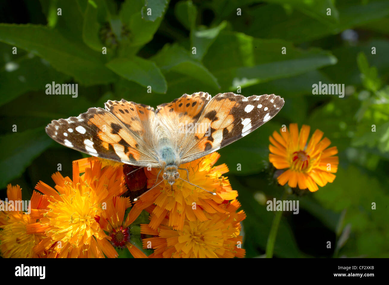 Ein Distelfalter auf Orange Habichtskraut. Stockfoto