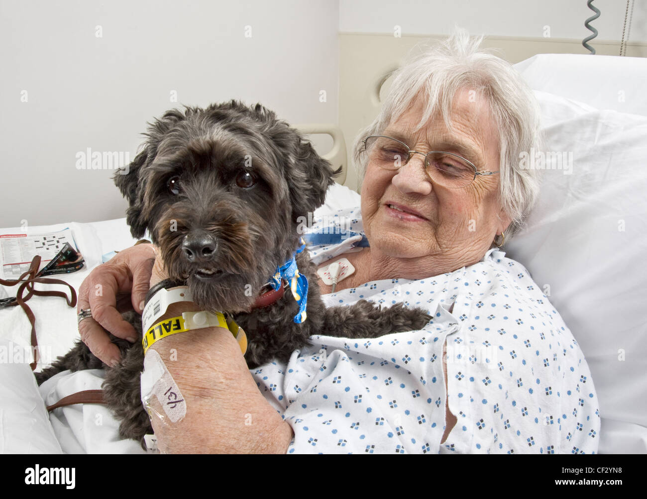 Hund, alte Patienten im Krankenhaus zu besuchen, als Teil eines Pet-Therapie-Programm, Philadelphia USA Stockfoto