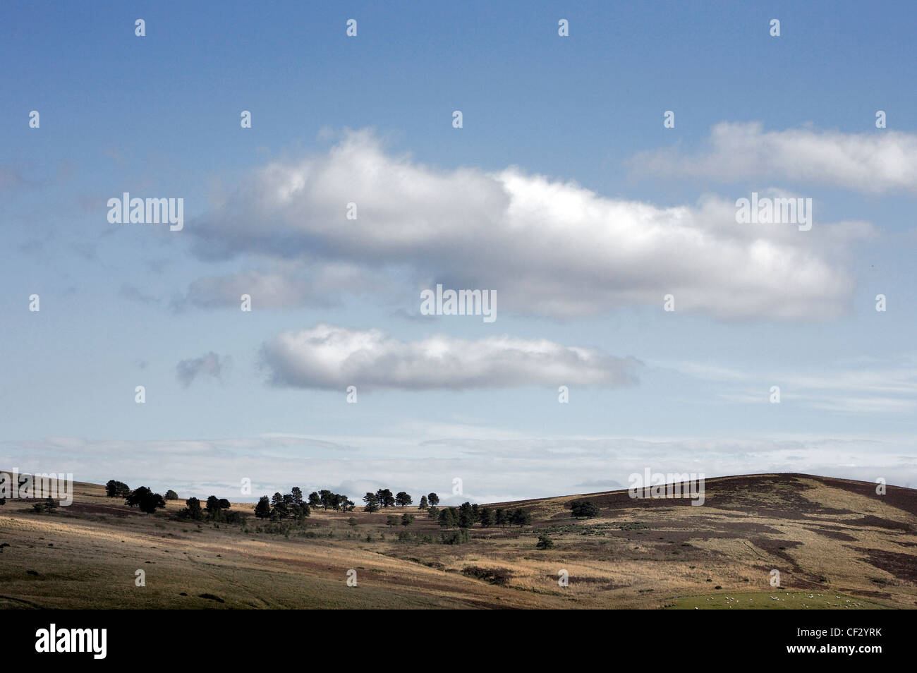 Schafbeweidung auf dem Hügel von Glen Deskry. Stockfoto