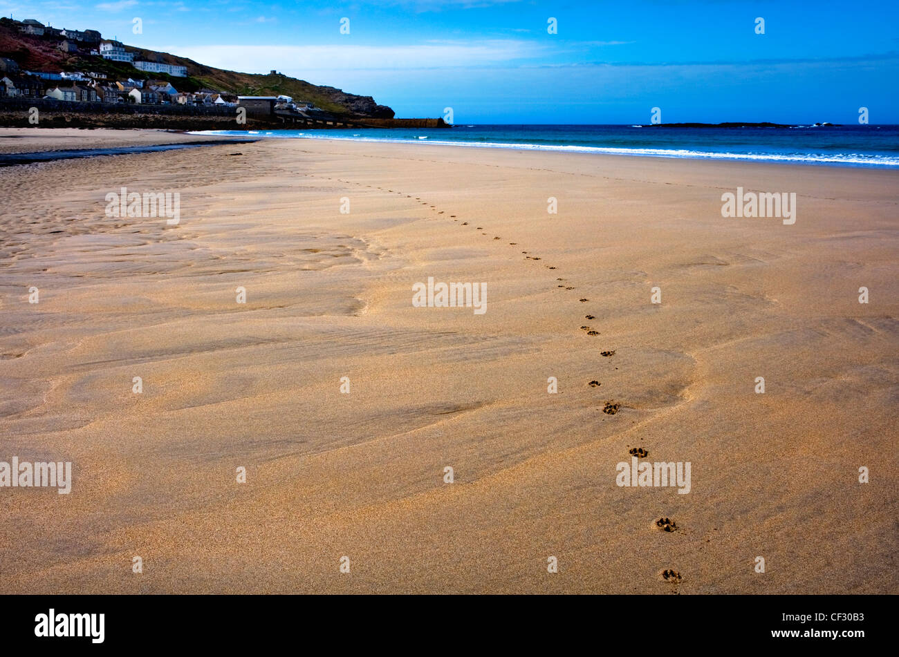 Pfotenabdrücke im Sand am Strand von Sennen. Stockfoto
