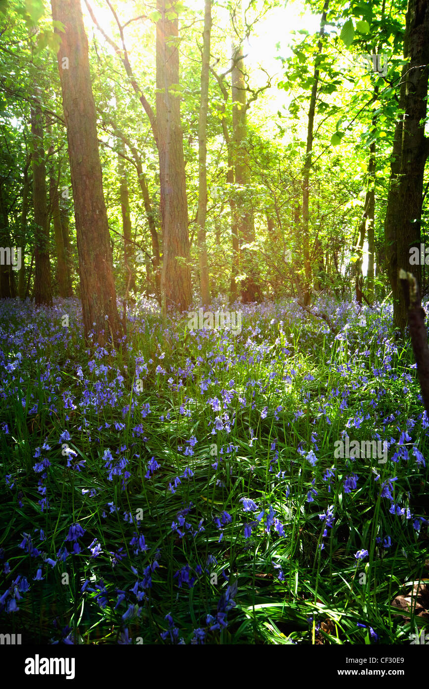 Glockenblumen wachsen auf einem Waldboden; Northumberland, England Stockfoto