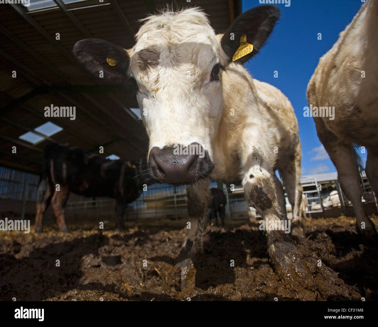 Intensive rinderhaltung -Fotos und -Bildmaterial in hoher Auflösung ...