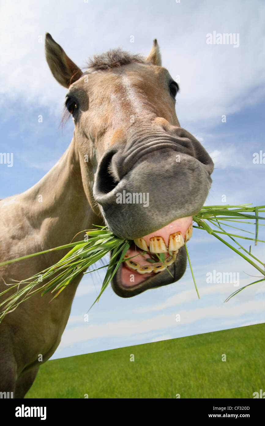 lustige Weitwinkel Pferd Nahaufnahme Essen Grass mit lustigem Gesicht