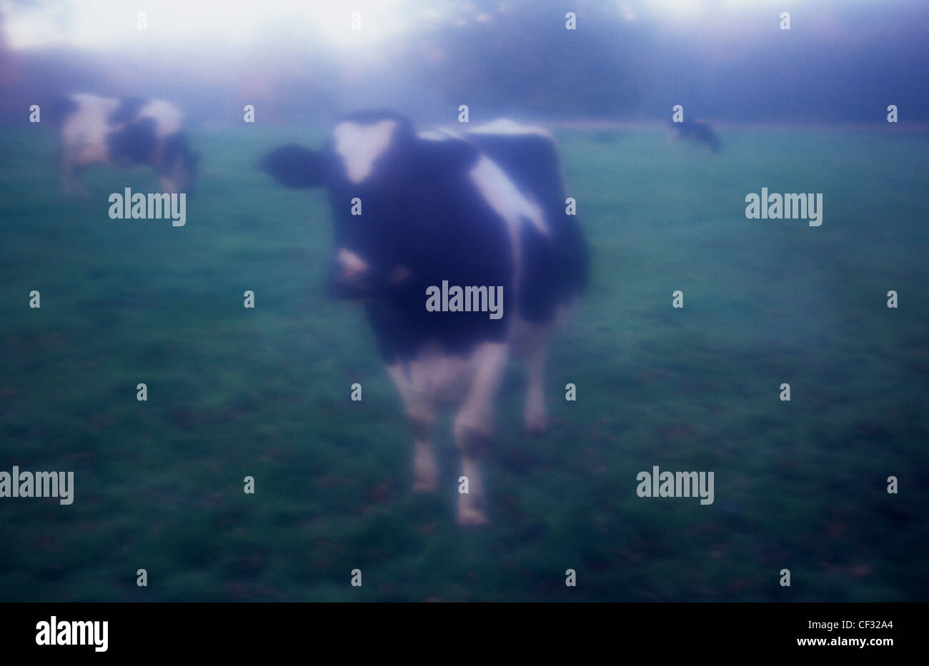 Atmosphärische Sicht bei schlechten Lichtverhältnissen schwarz-weiß Friesen Kuh mit mehr Kühe über Viewer betrachten Stockfoto