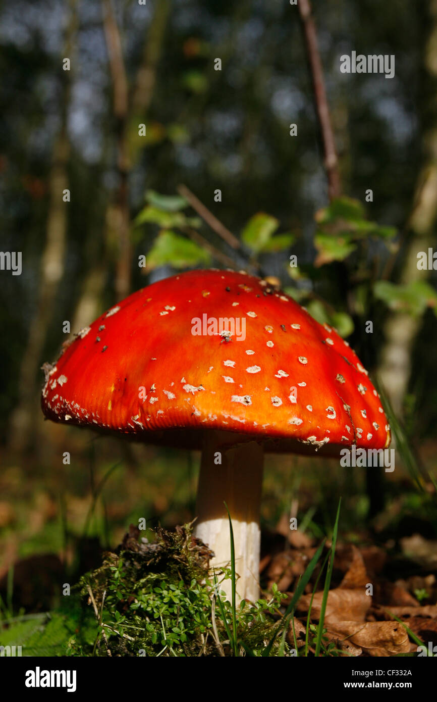 Fliege Agaric (Amanita Muscaria), eine giftige und einer der bekanntesten Pilze durch Populärkultur. Stockfoto