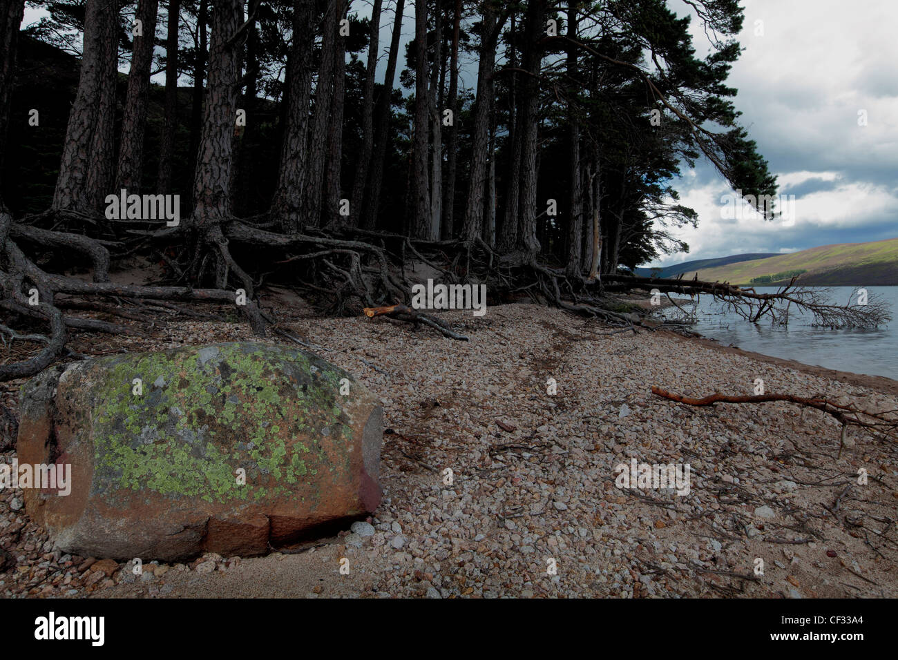 Ein großen Stein in Flechten bedeckt und Wurzeln aus Kiefern am Ufer des Loch Muick ausgesetzt. Stockfoto