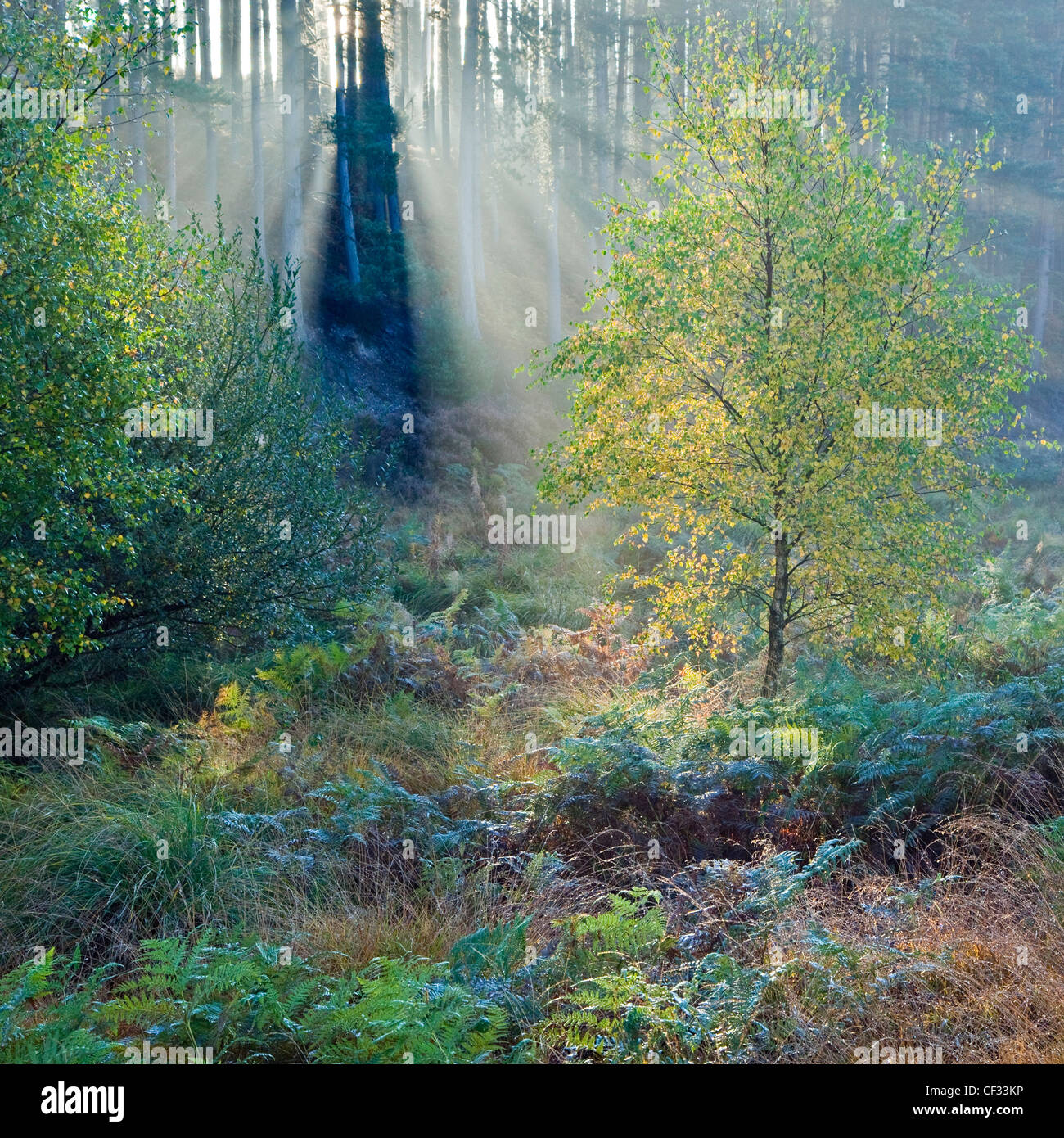 Am frühen Morgen Sonnenstrahlen durch Wald Eindringen des Nebels in Sherbrooke Tal im Herbst hängen Cannock Chase Land filtern Stockfoto