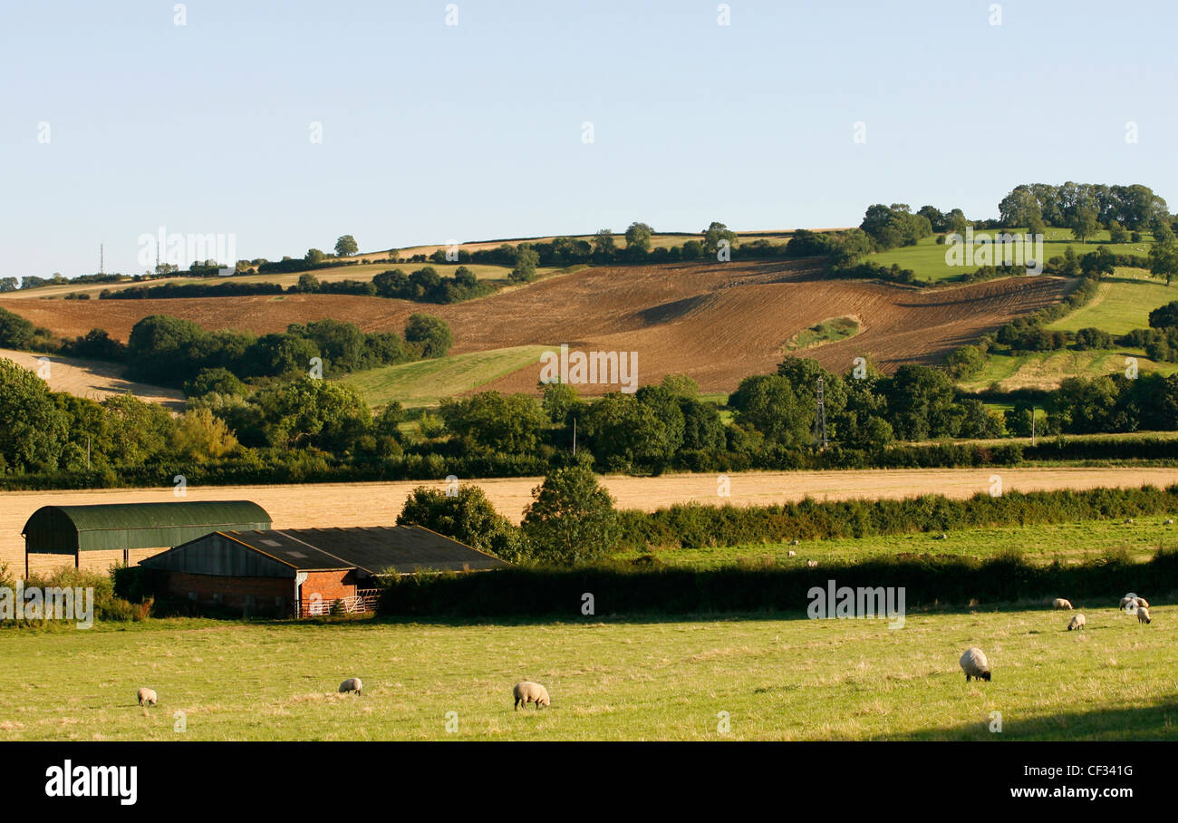 Schafbeweidung Felder unten Ilmington Down in Warwickshire. Stockfoto