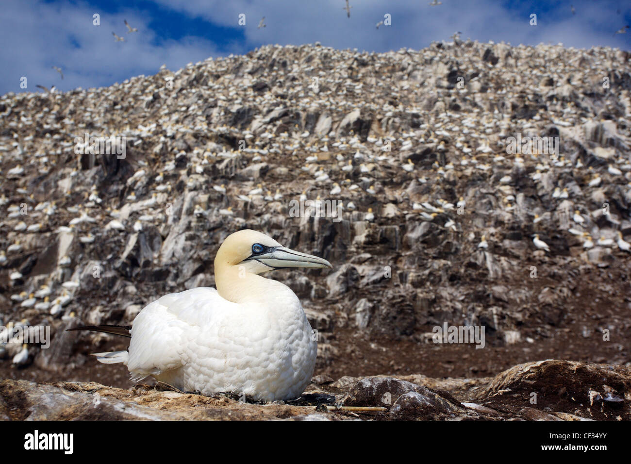 Basstölpel (Morus Bassanus), das größte Mitglied der Familie Tölpel, sitzt auf seinem Nest auf The Bass Rock (The Bass), eine vo Stockfoto