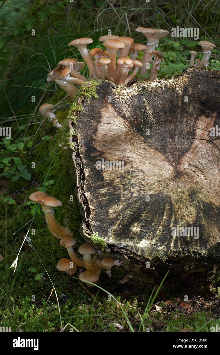 Sulphur Tuft (Grünblättriger Fasciculare), einen gemeinsamen Wald Pilz wächst in einem großen Büschel auf einem Baumstumpf. Stockfoto
