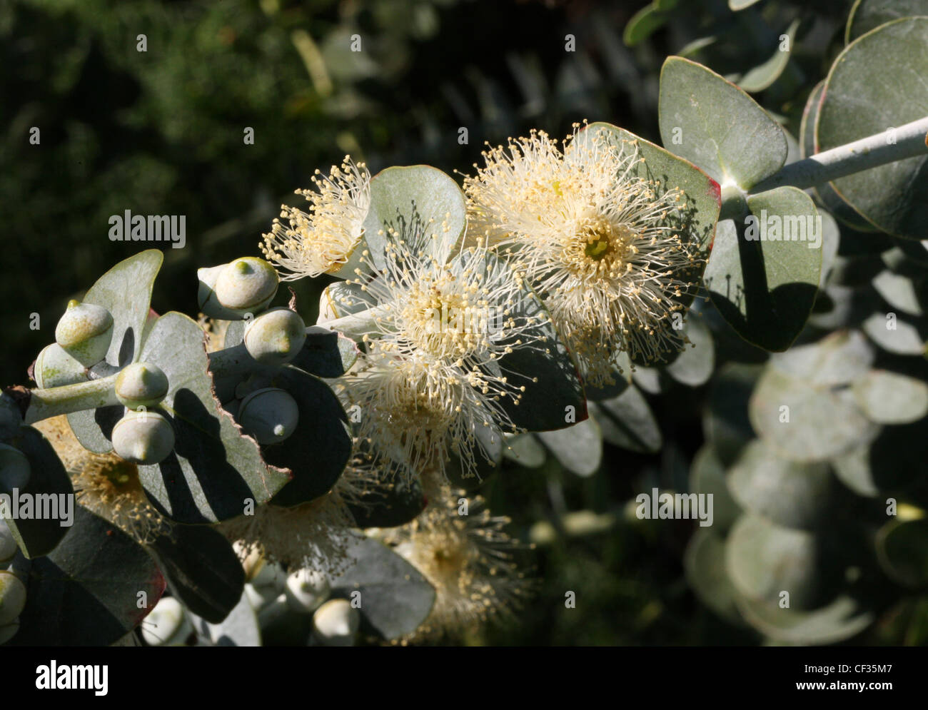 Blumengeschäft Silberdollar 'Baby Blue', Eucalyptus Pulverulenta, Myrtaceae. Australien. Stockfoto