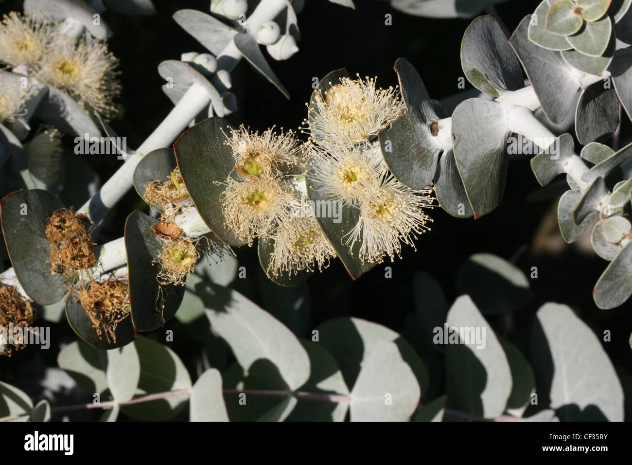 Blumengeschäft Silberdollar 'Baby Blue', Eucalyptus Pulverulenta, Myrtaceae. Australien. Stockfoto