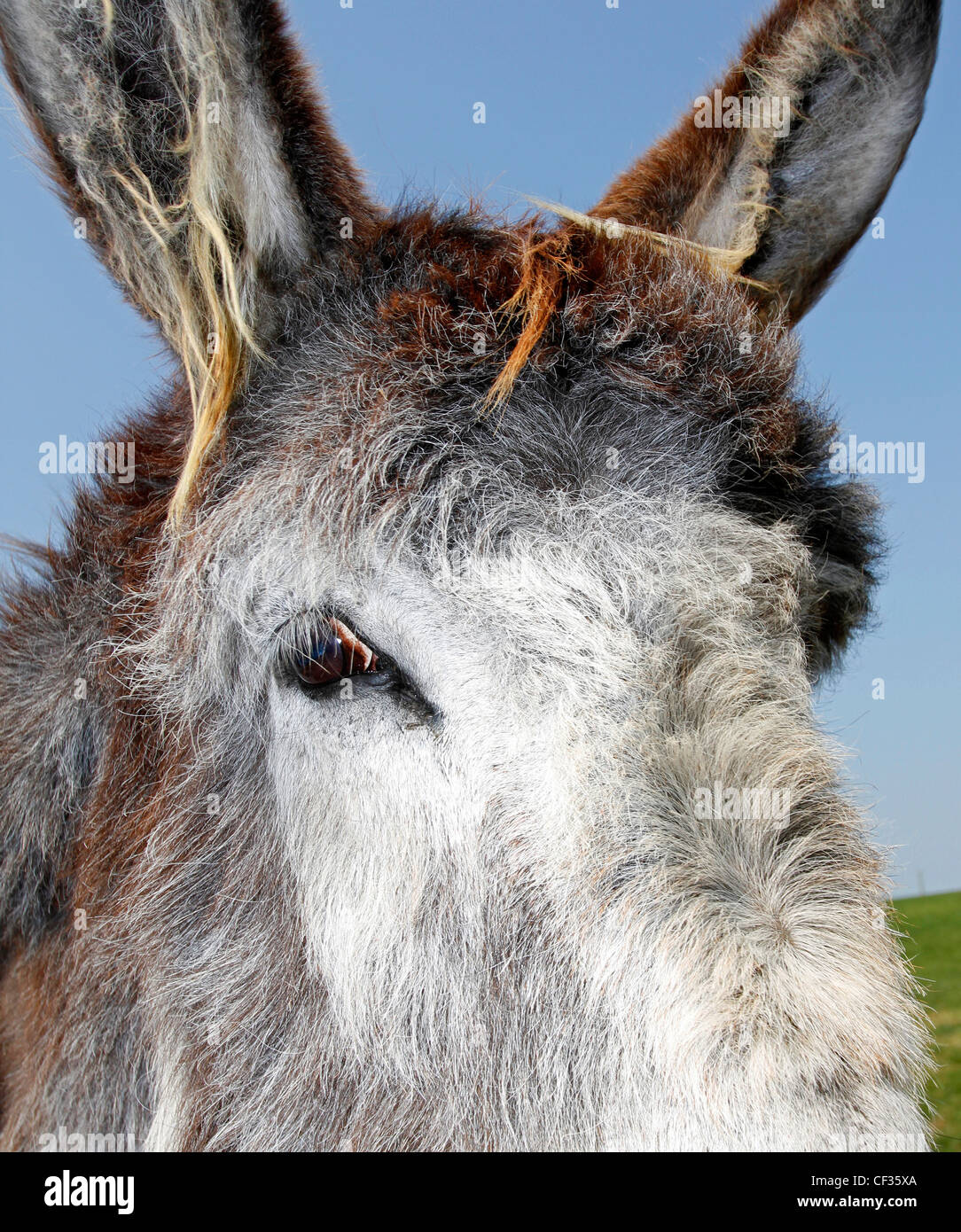 Gesicht und Ohren eines Esels. Stockfoto