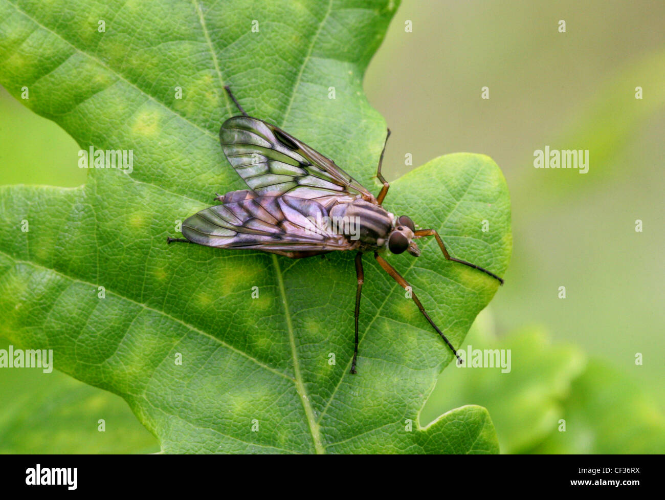 Downlooker Snipe fliegen, Rhagio Scolopaceus, Rhagionidae, Diptera. Weiblich. Gemeinsame britische Insekt. Stockfoto