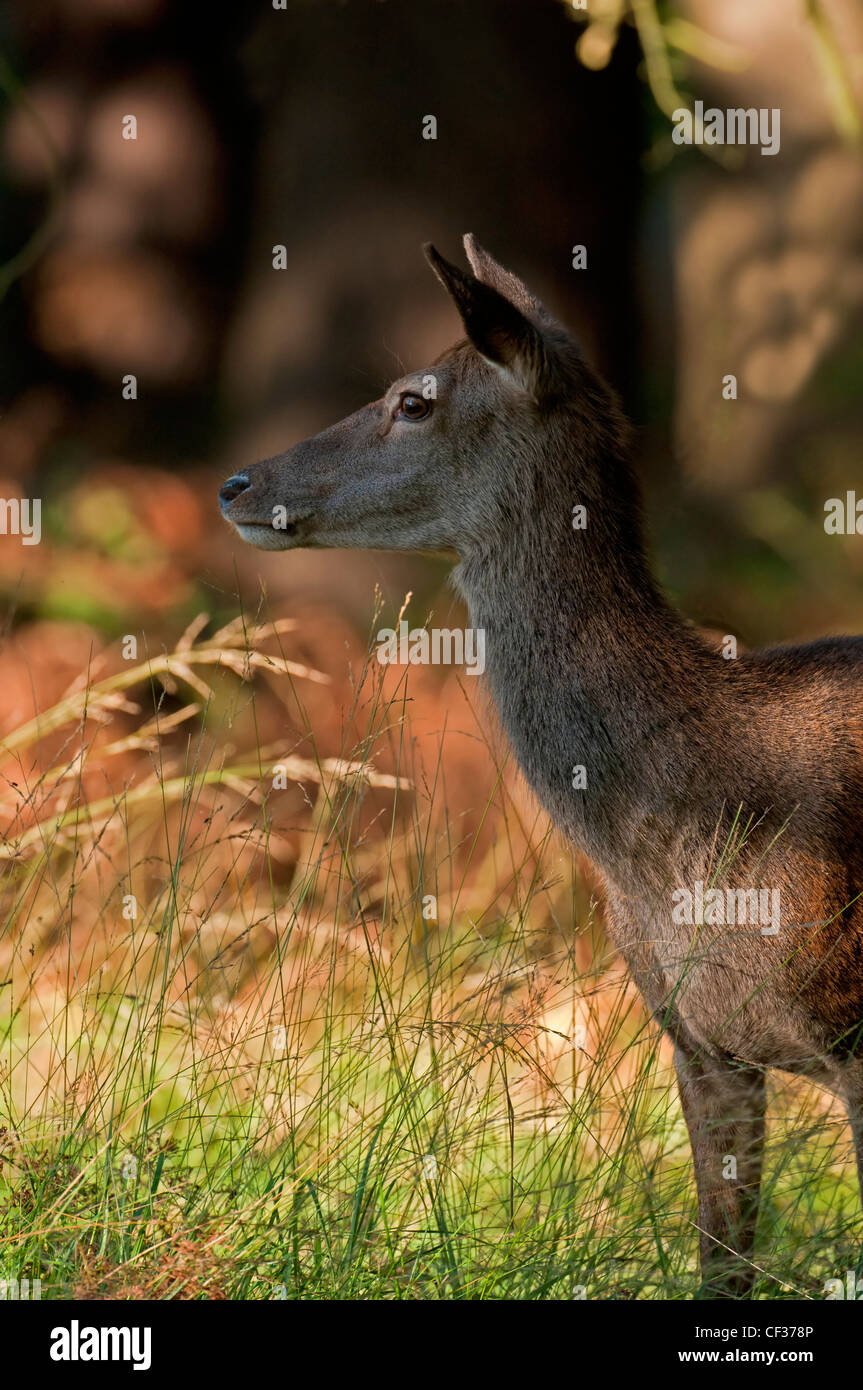 RED DEER HINTERBEINE CERVUS ELAPHUS. RICHMOND PARK. UK Stockfoto