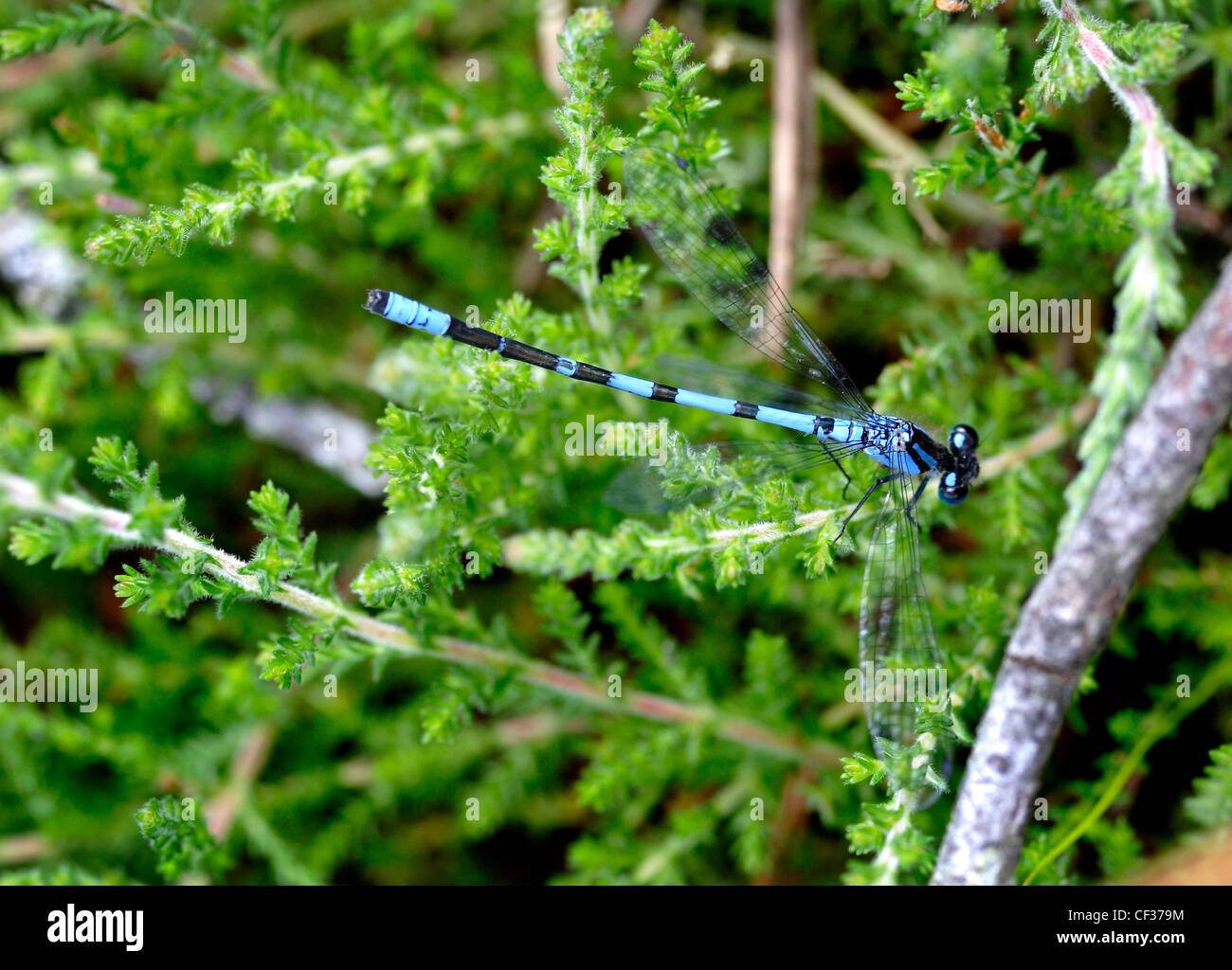 Ein Detail von einem gemeinsamen Blue Damselfly. Stockfoto