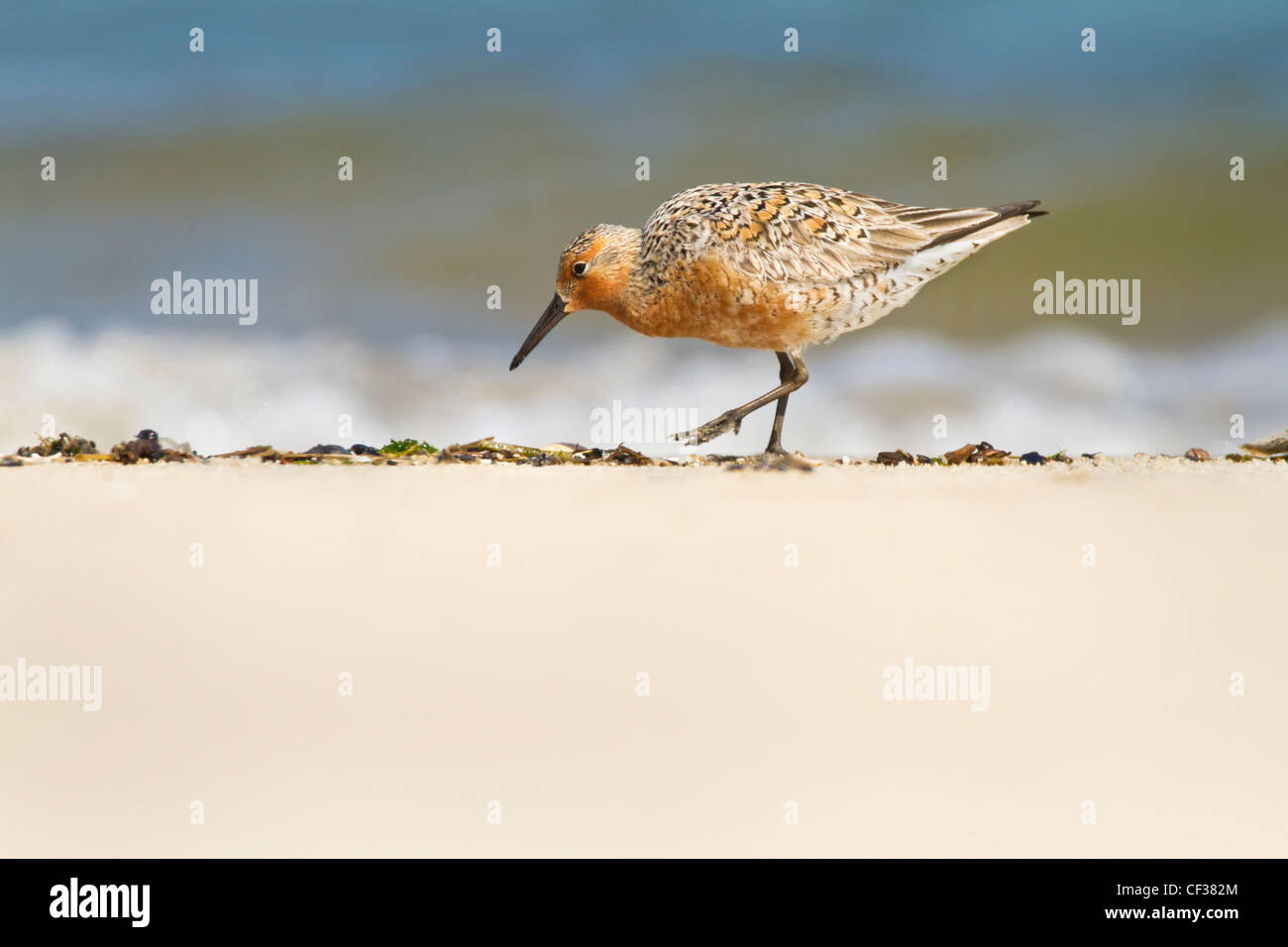 Roten Knoten auf der Suche nach Nahrung am New Jersey Strand - Vogel auf einer Liste bedrohter Arten Stockfoto