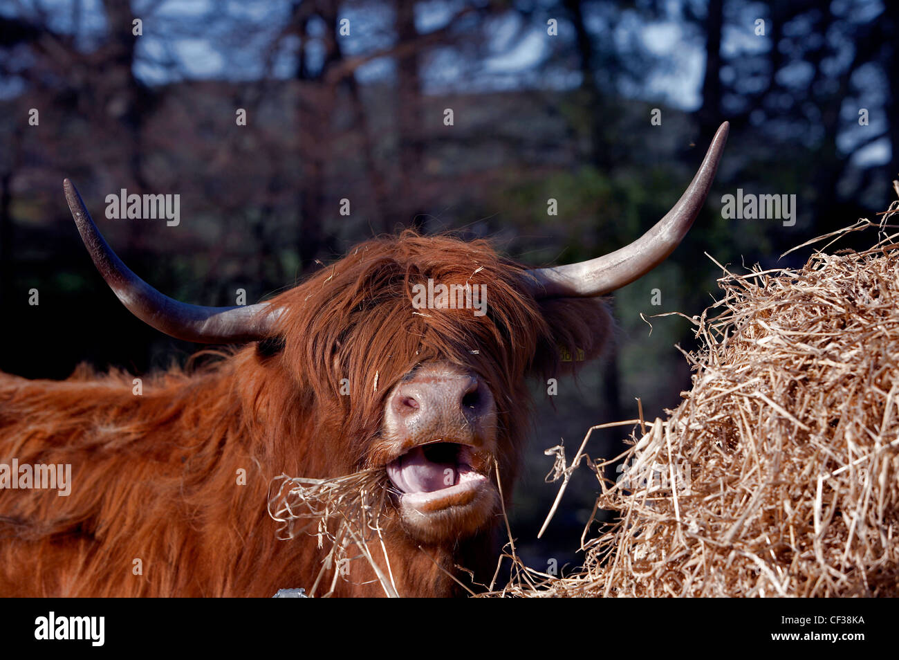 Nahaufnahme von einem Highland Kuh zu Mittag auf Heu in Banffshire. Stockfoto