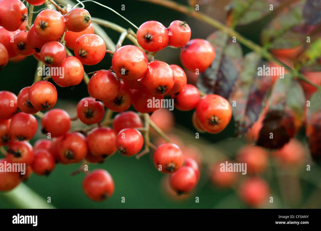Erstellen von Lebensräumen Nahaufnahme von roten Beeren gepflanzt, um Vögel in der Region zu fördern Stockfoto