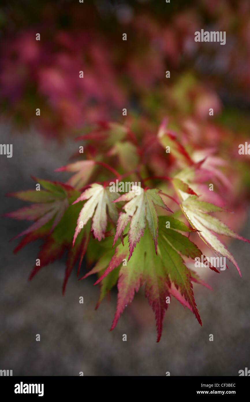 Acer Palmatum 'Orange Dream' oder japanischer Ahorn Stockfoto