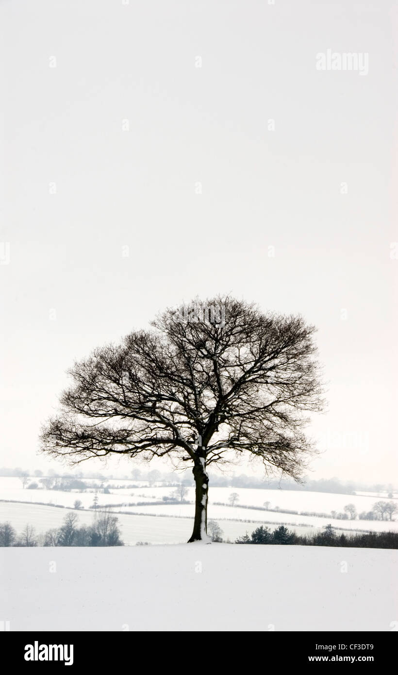 Ein Blick auf einen Baum in einer verschneiten ländlichen Lage. Schnee ist relativ selten in der Nähe von Meeresspiegel in England, aber viel häufiger über Hallo Stockfoto