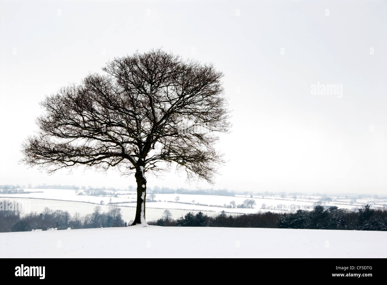 Ein Blick auf einen Baum in einer verschneiten ländlichen Lage. Schnee ist relativ selten in der Nähe von Meeresspiegel in England, aber viel häufiger über Hallo Stockfoto