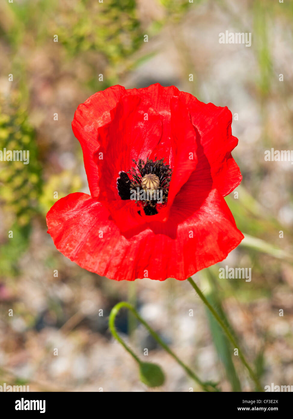 In der Nähe von Mohn im Feld Stockfoto