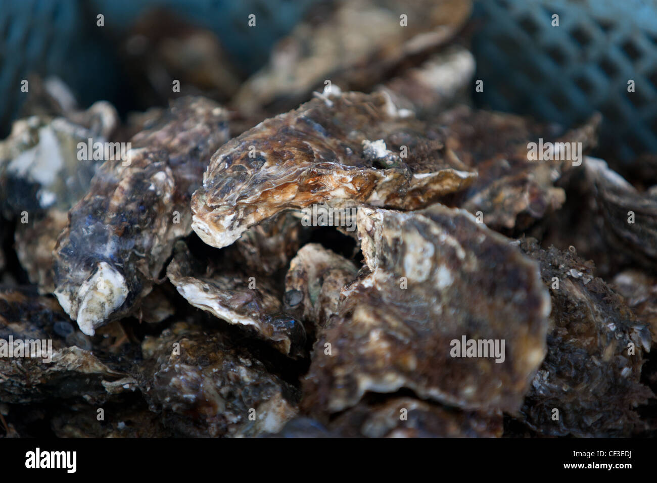 Frische Austern, landwirtschaftlicher Betrieb in der Miyagi Präfektur Fischer-Kooperative in Matsushima Stadt an Miyagi Küste von Japan. Stockfoto